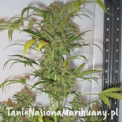 90e781664ae4ba783e680e3d495e5038