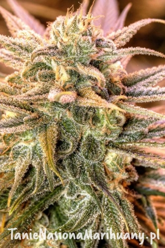 90fba4aea0fdd42b3871cf922dd09a02