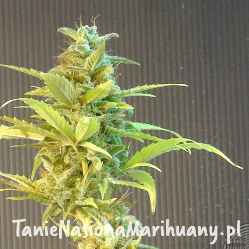 91361fb67df71a7b36e9f1644b7b5d86