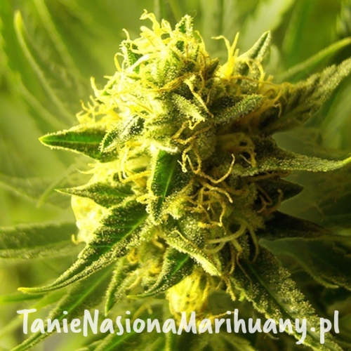 913c6436c128a9bc660700b9b4f98e5a