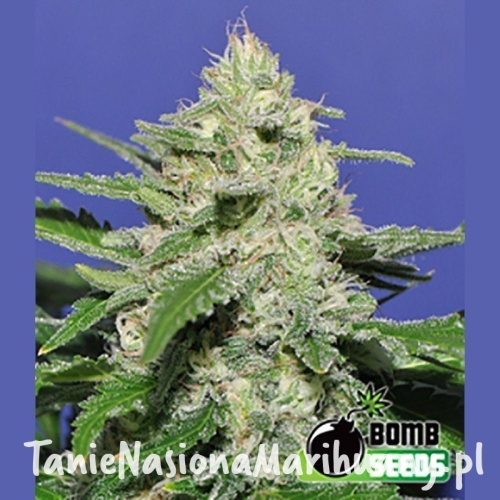 91f9637b936f80d4e088f8dbd4d57521