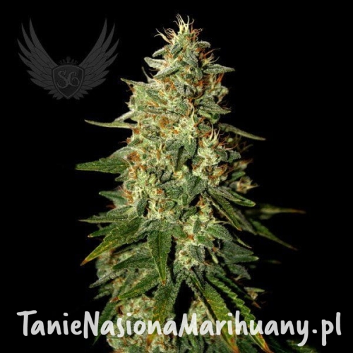 91fa3183ea26926237489aff1af1fa80