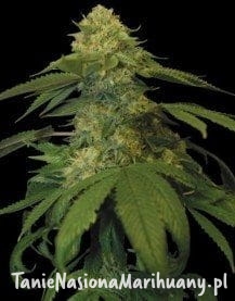 925330ad4873dc9603537e485d4350c6