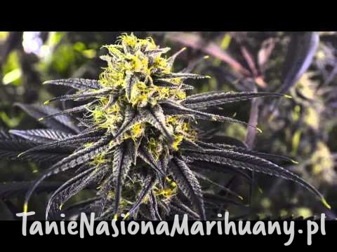 9302624153b9fb4e2356a421533cabbb