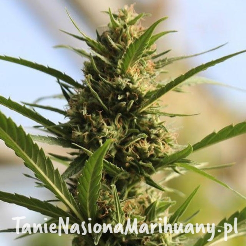 933b8b8954886a9ea8658f5a90eb9846