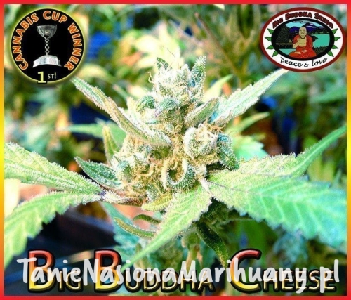 93589aa49a2fec4aa1c47dae2110012e