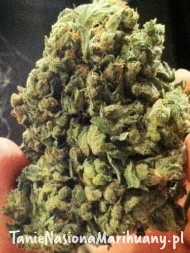 9360122fed1341eea8f84013c3030c41