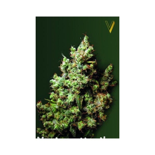 93c665ac616512cc36638594c8e45f49