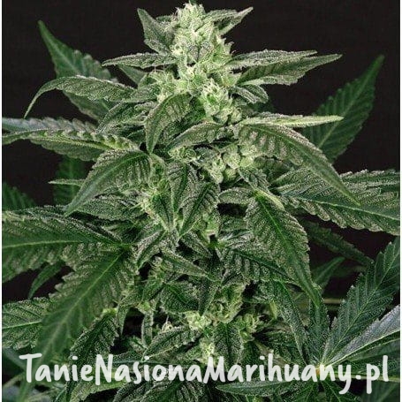 94067cc0c59a2c075a3b8285702144d0