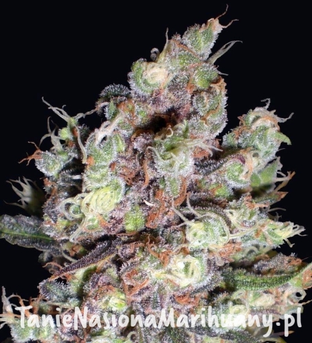 94229cf61e2ac8097e67dcb0ce41cfc0