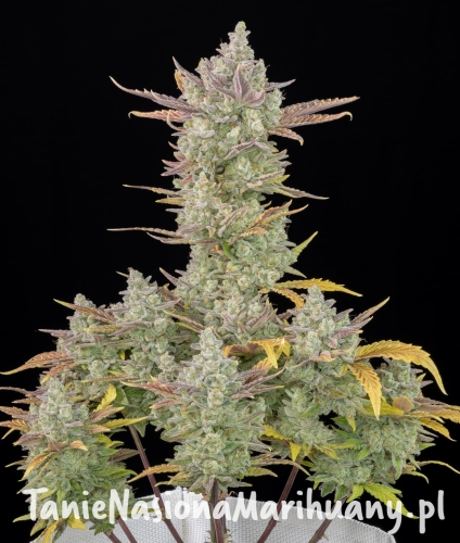 949bfd415b31fc6567160d11fa02b970