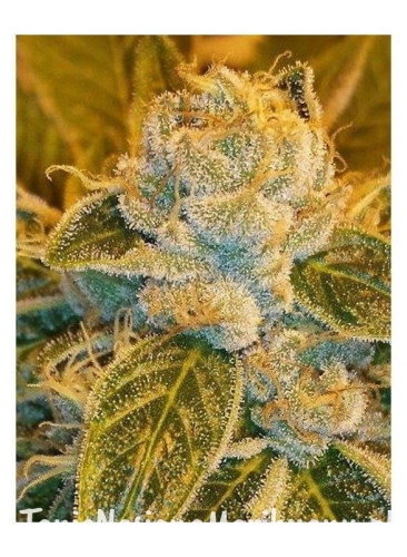 94cfea7591255223314a59c113290c86