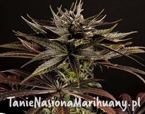 951e156870d292154aa3a8a90f0cd051