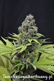 9569cb783d596c50ebc95b28f65ab7a3