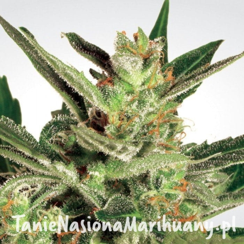 956b5e869a4fdbbd82c910d6df4d27d5