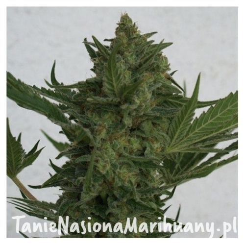 95a1c1a0f1d1491bea36ab60719fb137