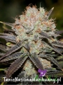 Chocolate-Haze-2-1.jpg