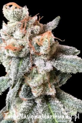 9644724a578a60cd140e4c66ab8089b1