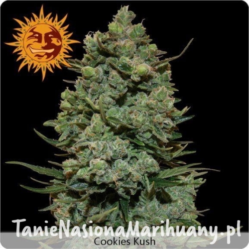 97168d7ccc3b5257018dce493c968cdf