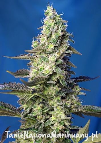 9727599b3ae0aa63975bb05b197b4721