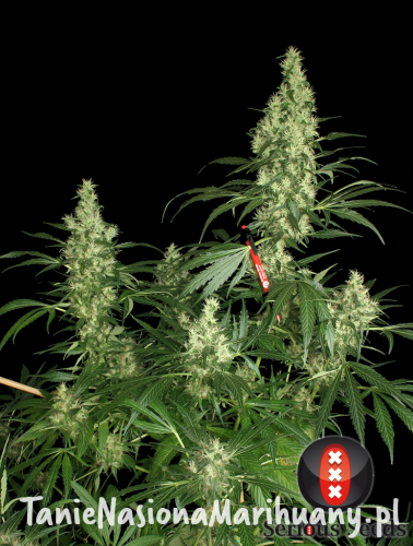 985d4f63dd225f93e4b0c617b5f007ee