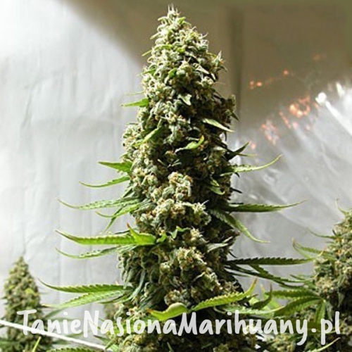 986ed7bca293dbbbb1346d008e663635