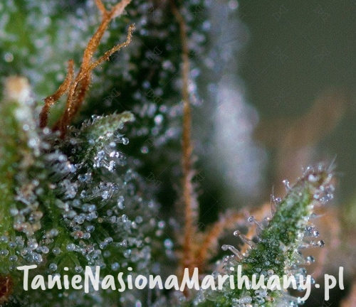 9960737e8aa7170d98aa0015ef6735fd