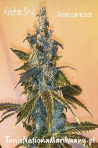 998a6da36f30db68e00cb5cf81c955f0