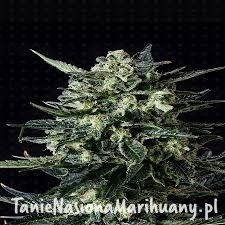 99fe1f0e48c60488373519158c74534e