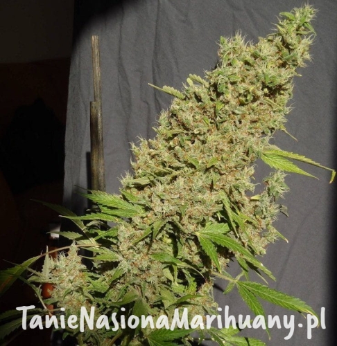 9afc71f0b280dade5146a719f2d6d67e