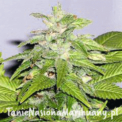 9b0f358207998c158a48800dc4b635e3