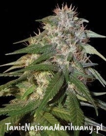 9b2558b84b9c2ebd3589d24a69537ff6