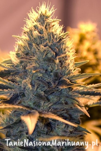 9bb0d219643dcfffa479a36631731d17