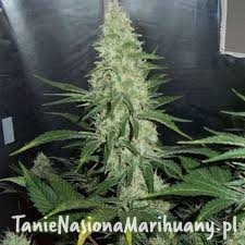 9bb165220e2681497d9229d09d678934