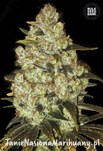 9be122d5284e4790f8eeb08a0f19061a