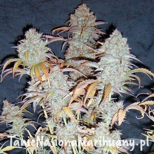 9c022197a1263e1dd2937dfd6fbfea2d