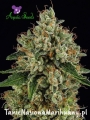 Anesia Seeds - White Lemon Skunk.jpg