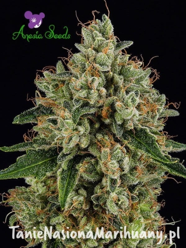 Anesia Seeds - White Lemon Skunk.jpg