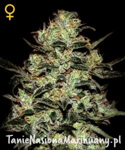 9c524d4c92e6d2804ecaa60c08cd9fb5