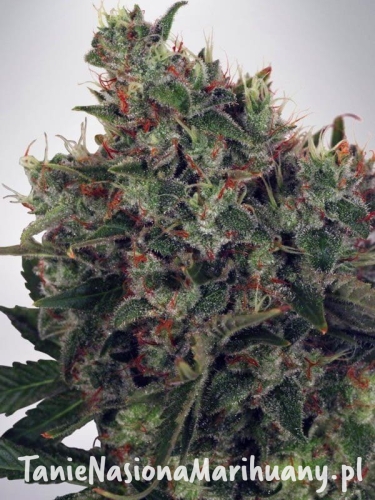 9c9ab49289c586ea4f6c5539a74bc072