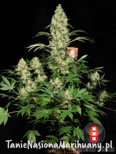 9ccaaa018fafe8aae77d8010eb181c66