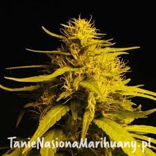 9cddc1e67bf2512df10b8029303181fb