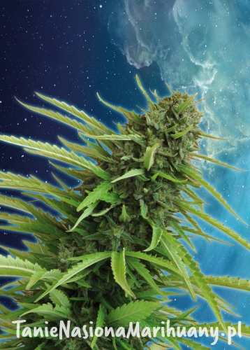 9ce19fe8e8b27390eb3a1983ee67c69a