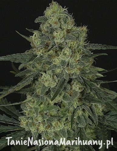 9ce63e8624dbf1133f6b385782e701f2