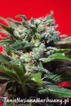 9cea400c2dd4960b4d4bf04b6638a3e7