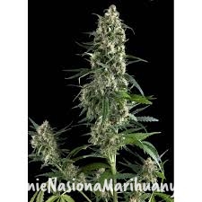 9d08bf89541e9abff44917cc774126a0