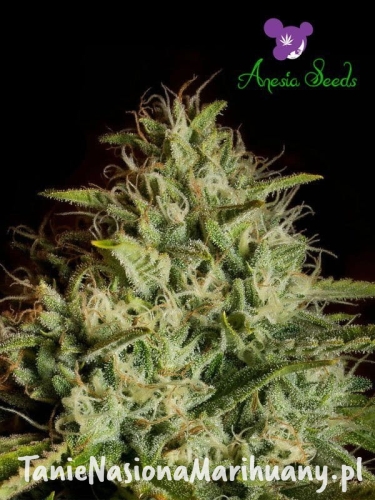 white-Kush-Auto-2.jpg