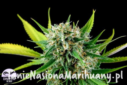 9d5b8adbdb24b74d26580c6aaebc38f1