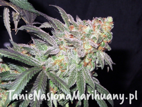 9da711c1b38f9632c4f17b13914348e3