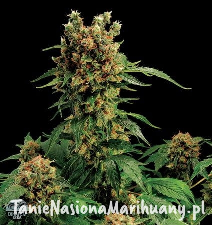 9dc2c12c5c7575be7422b1275bd6ebe7